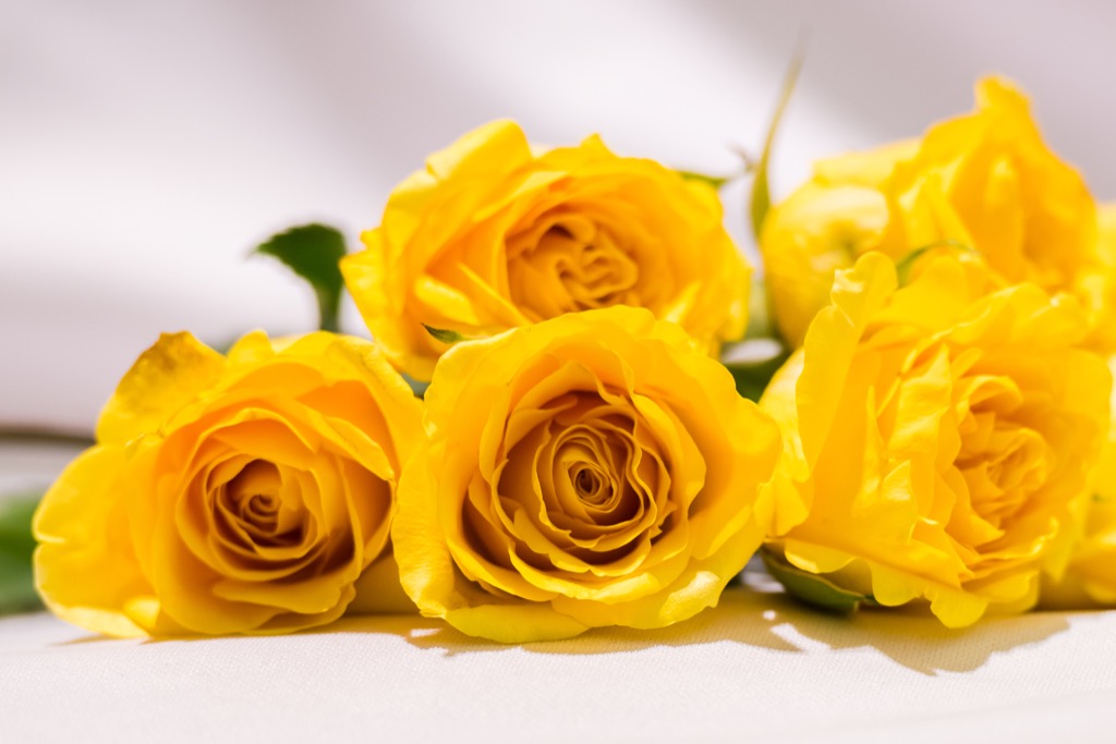 yellow roses, cultural mistakes