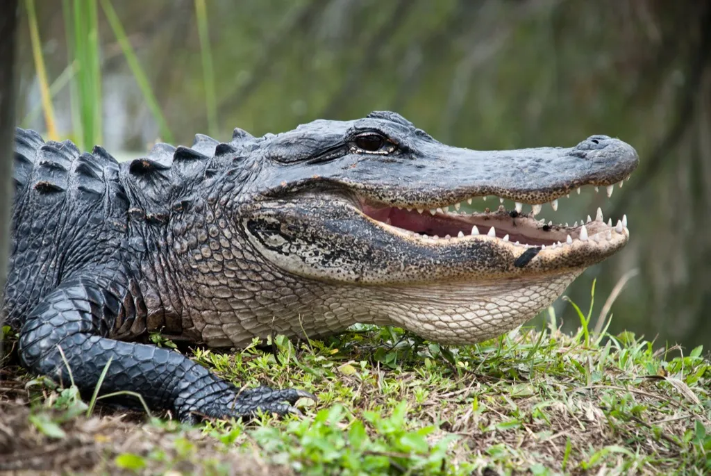 Alligator craziest fact