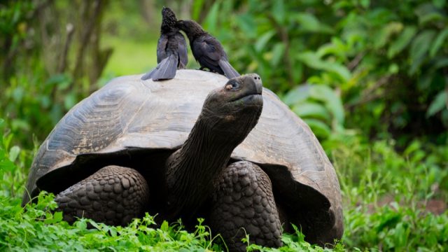 30 Oldest Animals on Earth — Best Life