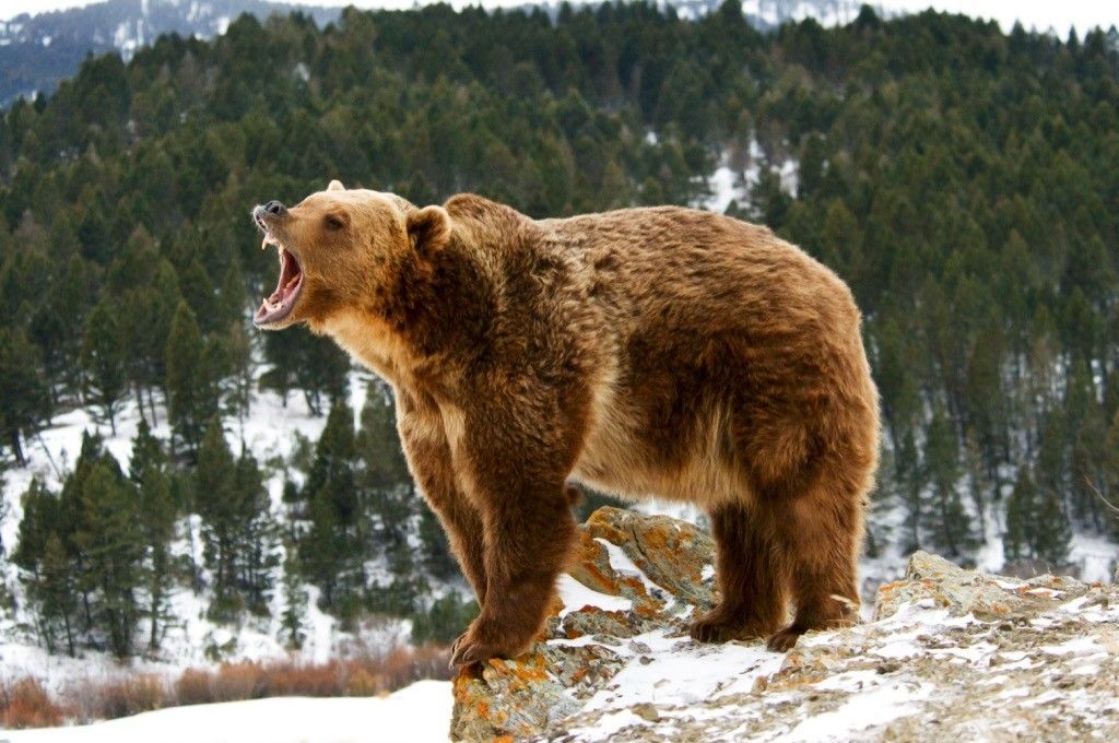 Grizzly bear at San Antonio Texas zoo dangerous animal mean Stock Photo -  Alamy