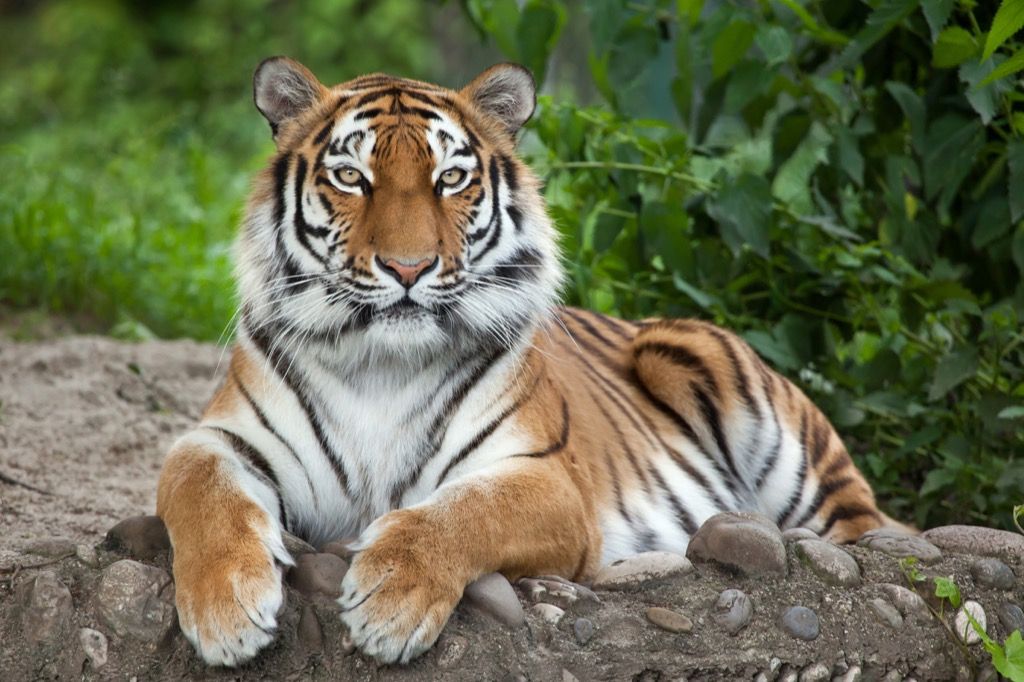 Amur tiger