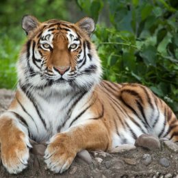 Amur tiger