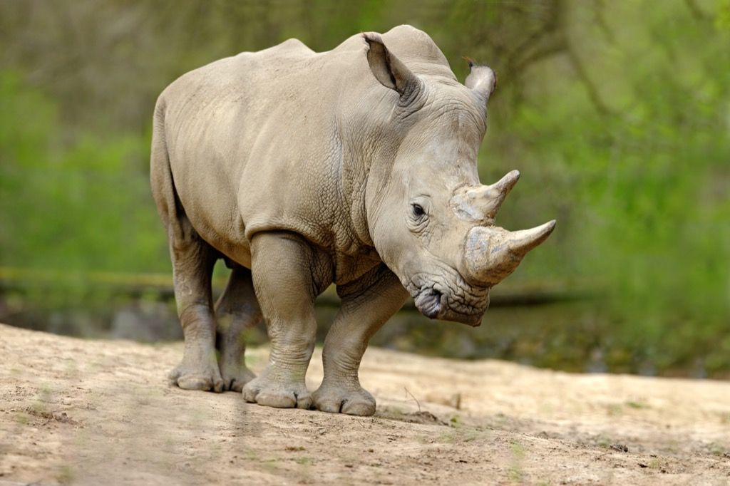 White rhino {best of 2018}