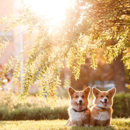 Corgis on a lawn