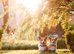 Corgis on a lawn