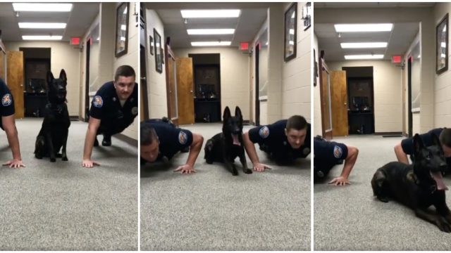 Nitro, a K9 at the Gulf Shores Police Department, does pushups in a viral video.