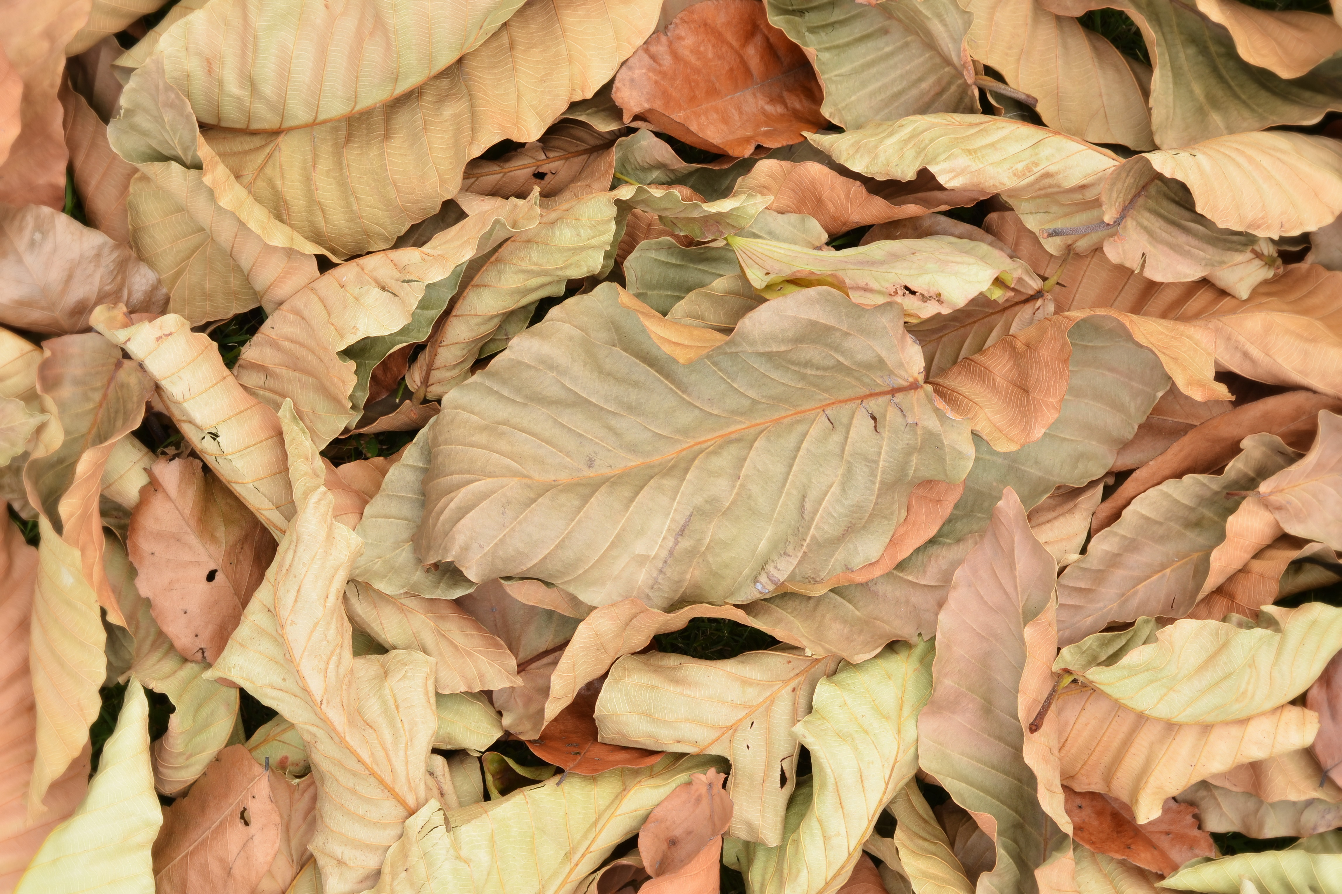 Brown fall leaves