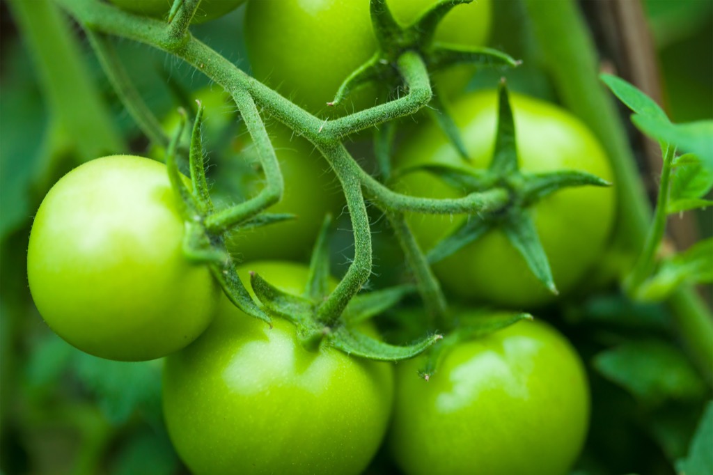 green tomato foodie slang