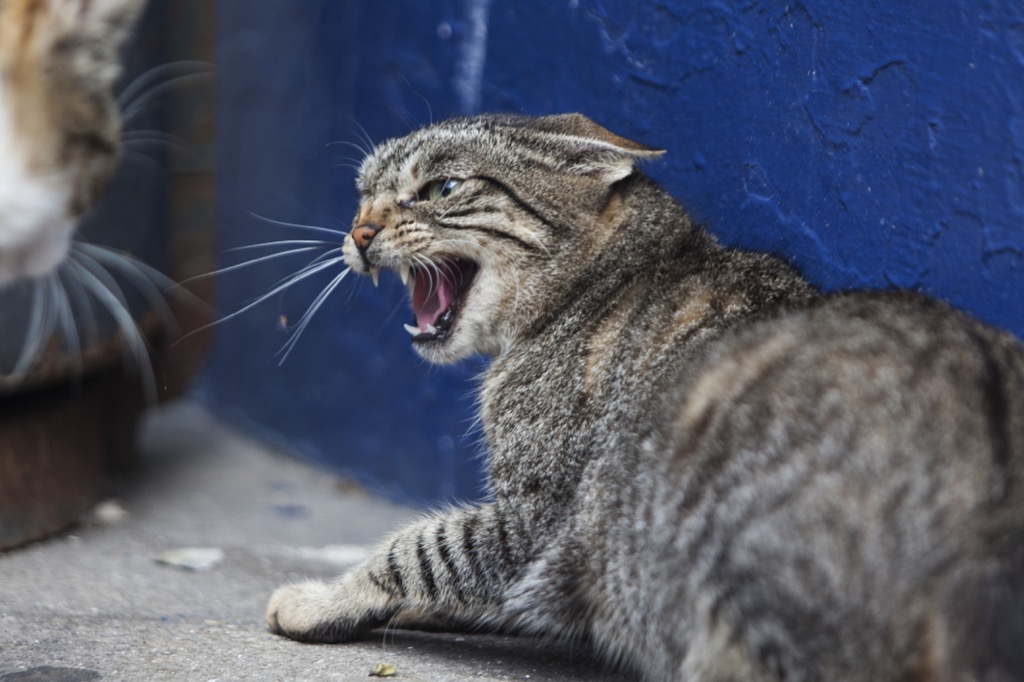 cats leaving their poop uncovered is a sign of aggression
