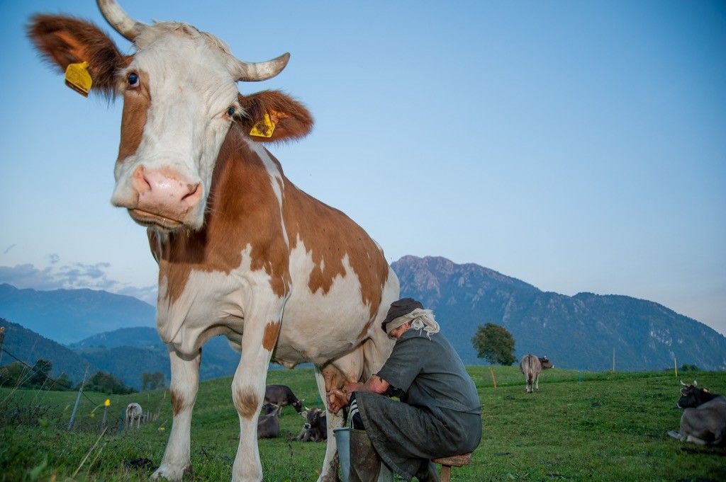 Man Milking Cow