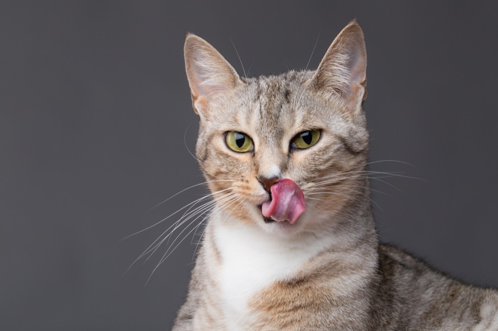 Cat licking mouth