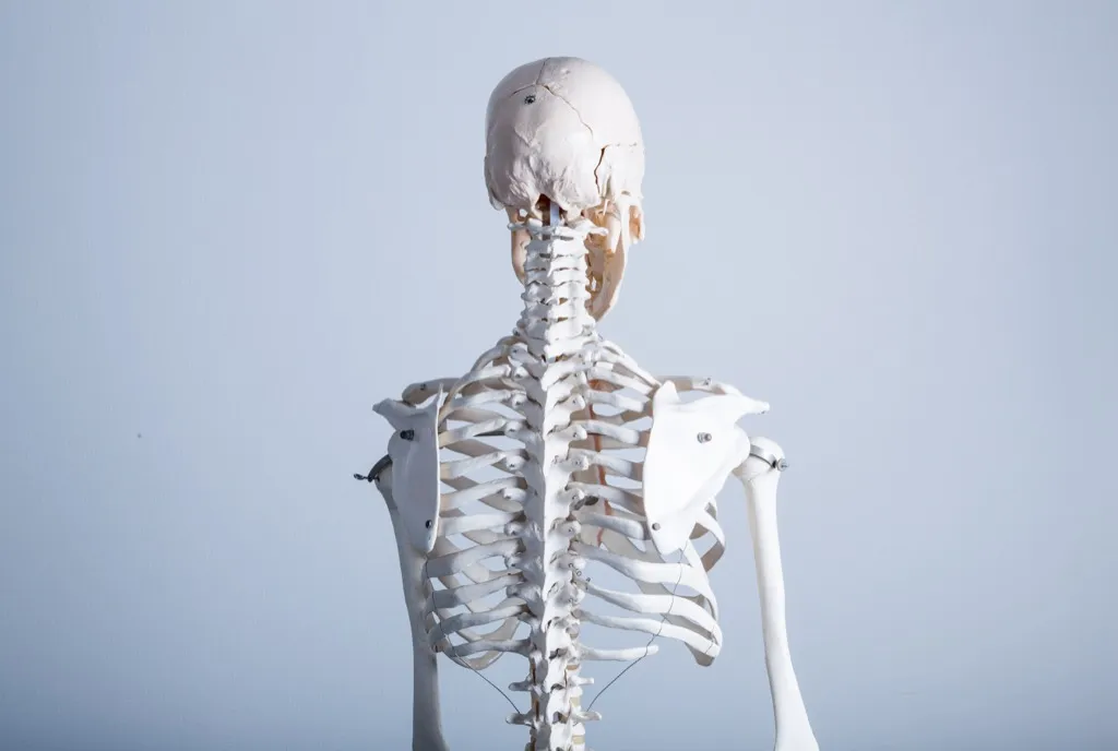 Medical skeleton