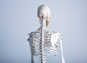 skeleton- skeleton jokes