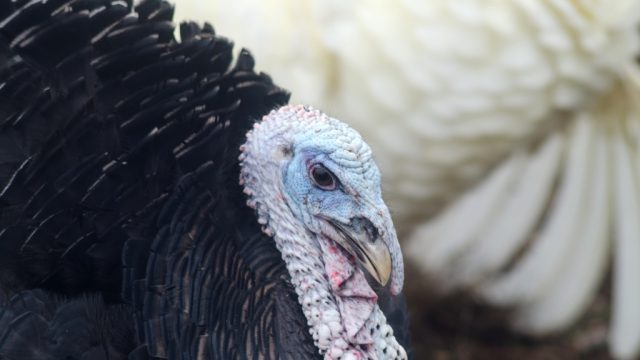 Turkey up close.
