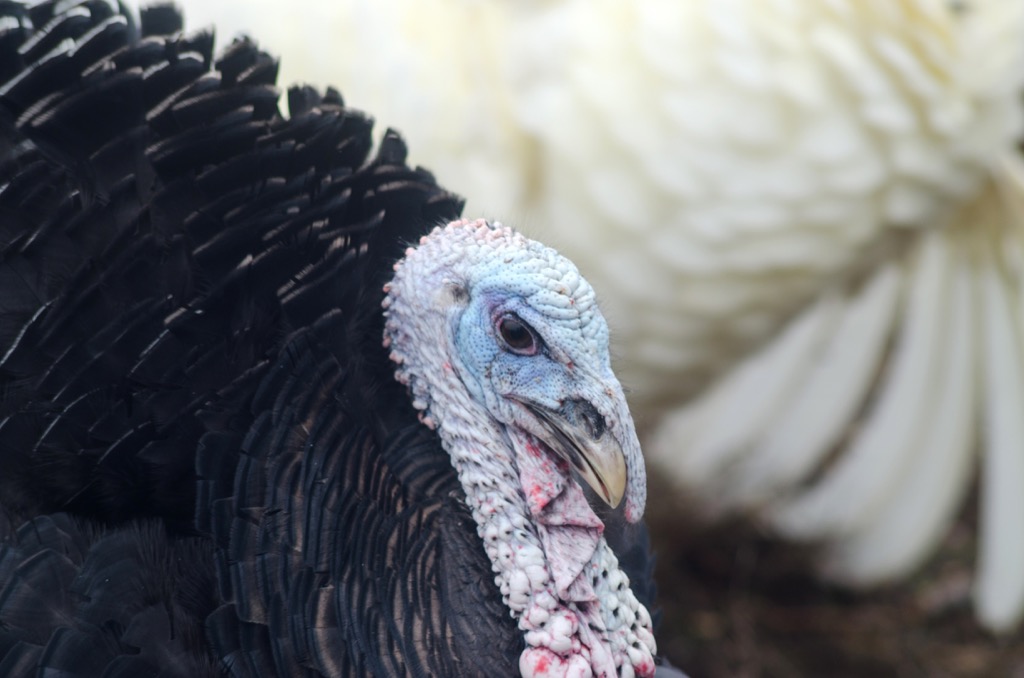 Turkey up close.