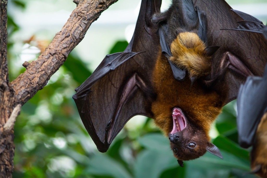 Fruit bat