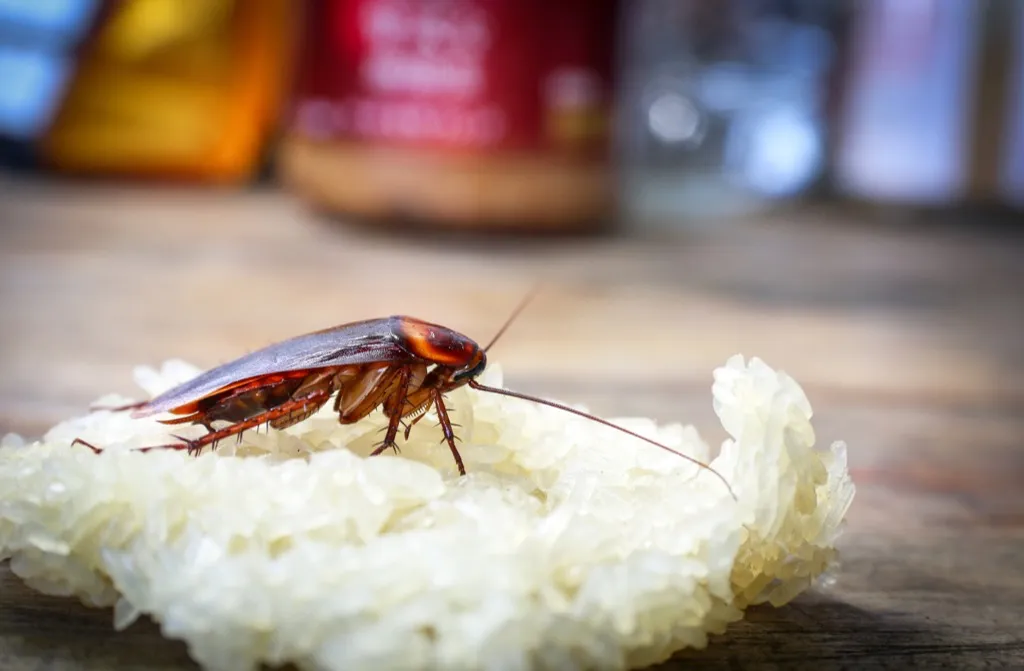 Cockroach on food