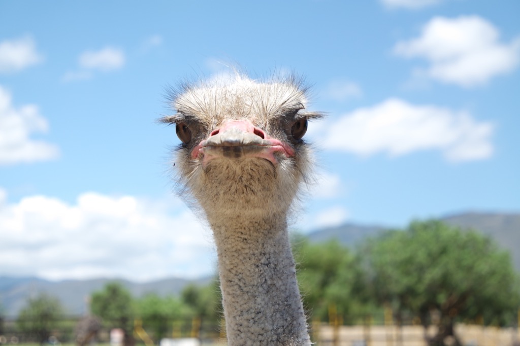 Ostrich head awesome facts