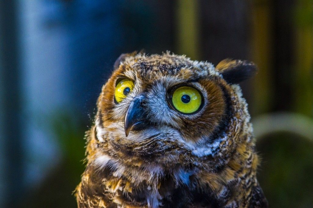 great horned owl