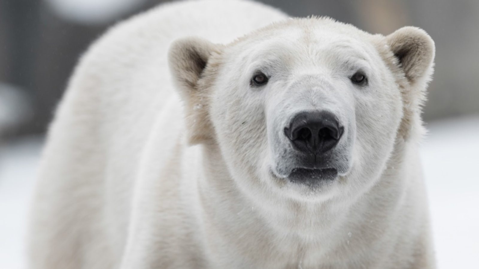 This Is the Current Polar Bear Population Worldwide — Best Life