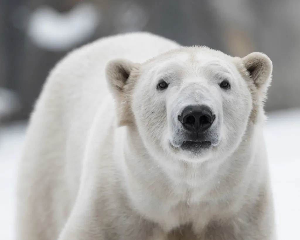 Polar bear awesome facts