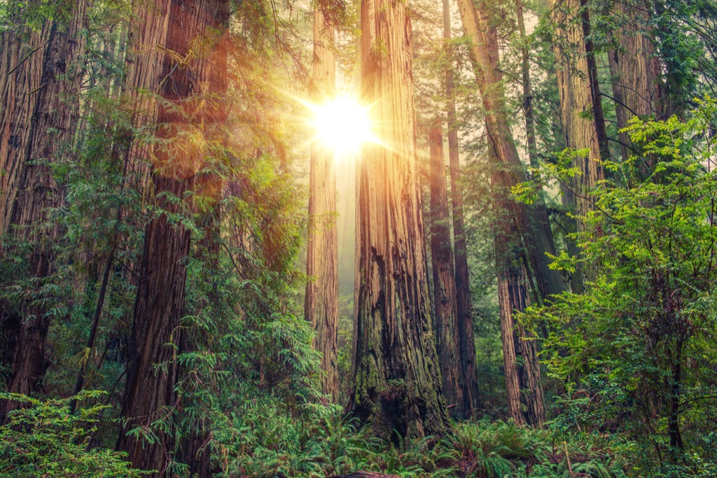 Redwood National Park Lower Blood Pressure