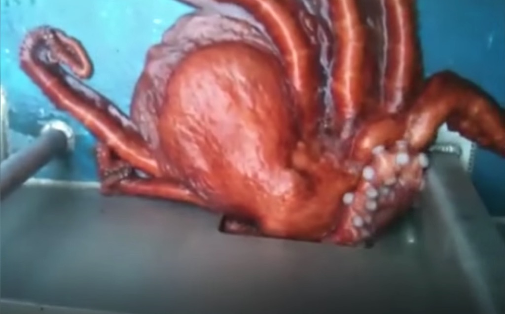 video shows octopus going through small hole