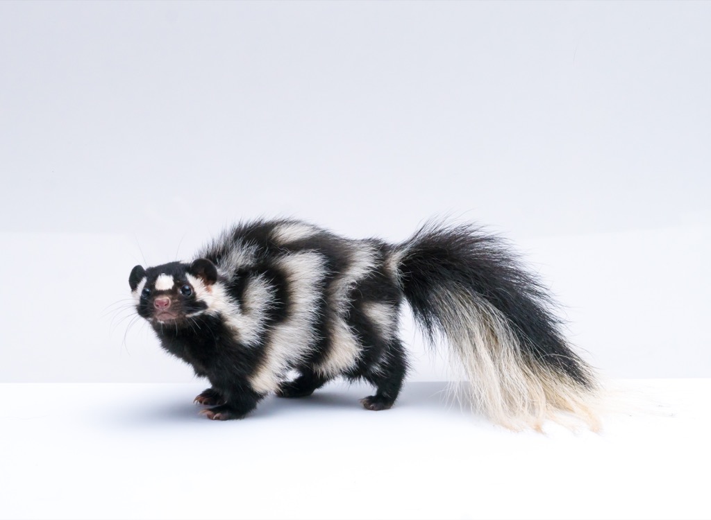 Skunk awesome facts