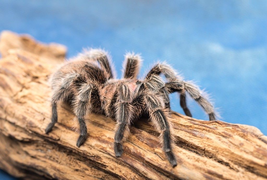 Rose hair tarantula spider