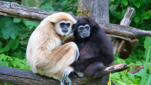 a pair of lar gibbons with a black crested gibbon in the trees, nearly extinct animals