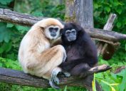a pair of lar gibbons with a black crested gibbon in the trees, nearly extinct animals