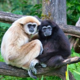 a pair of lar gibbons with a black crested gibbon in the trees, nearly extinct animals