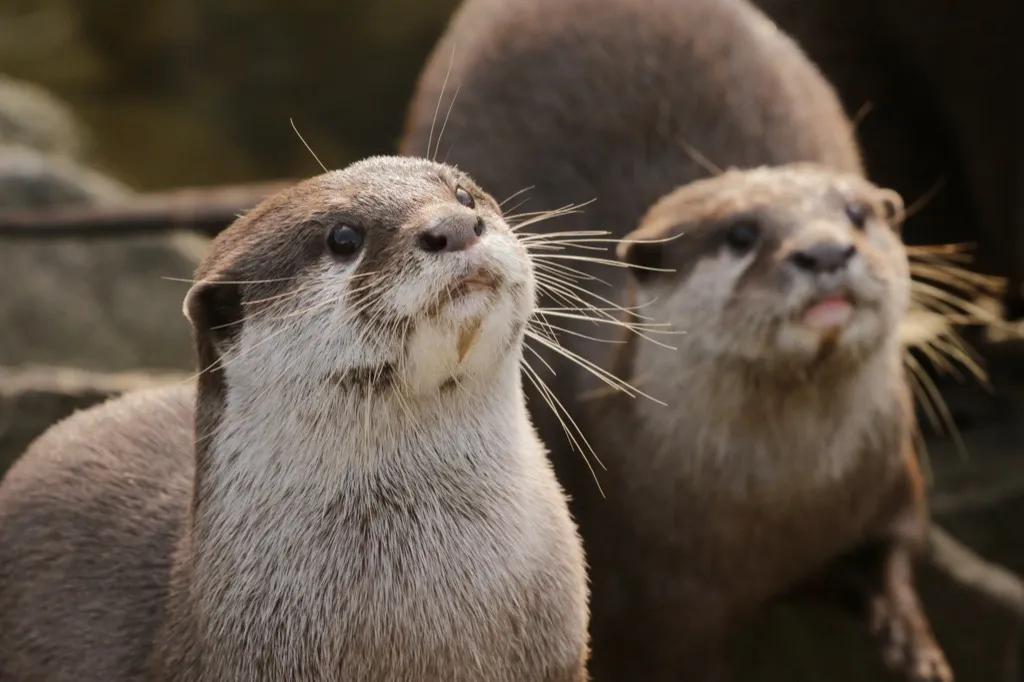 Pair of otters