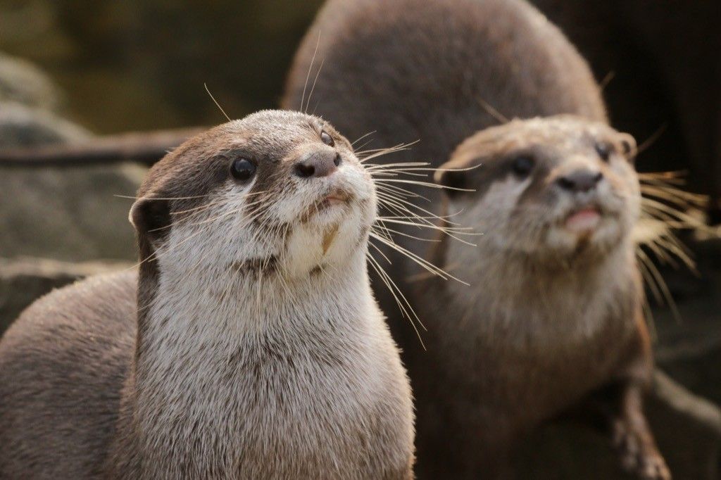 Pair of otters