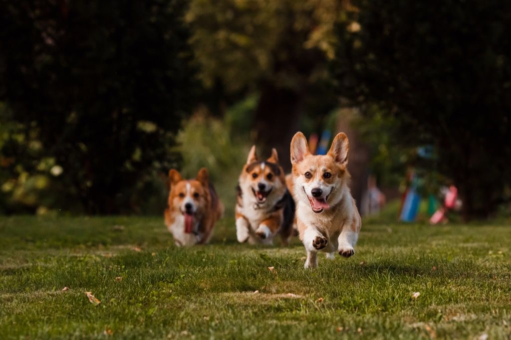 corgis happily running through field 