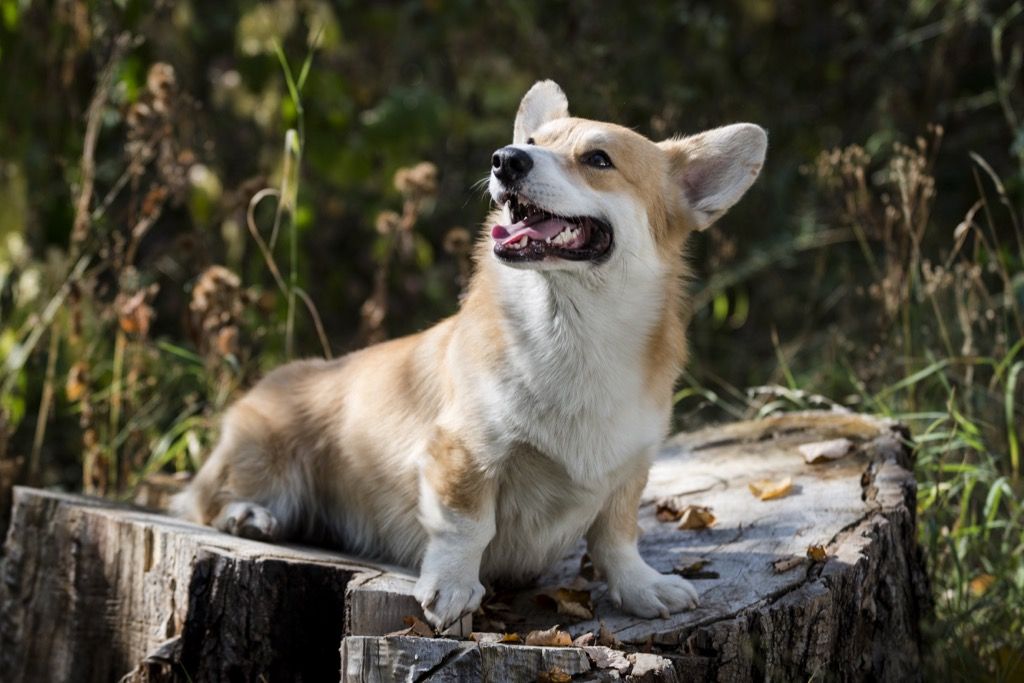 15 Fascinating Facts About The Royal Corgis