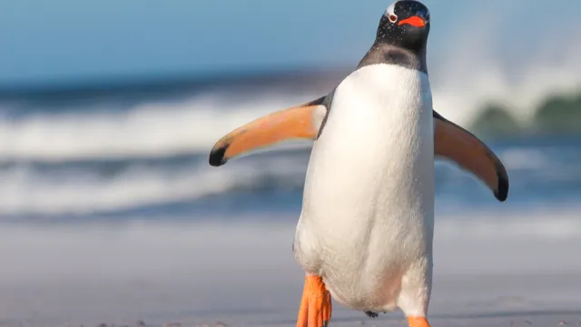 penguin coming for you
