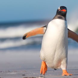 penguin coming for you