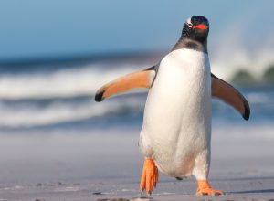 penguin coming for you