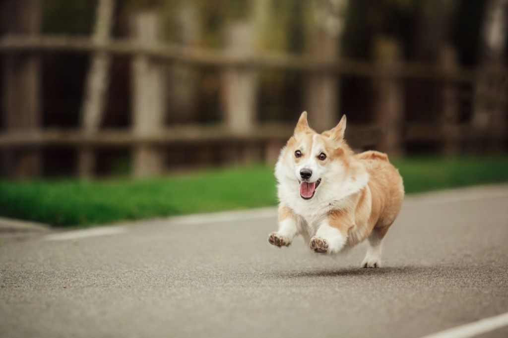 The best sale royal corgis