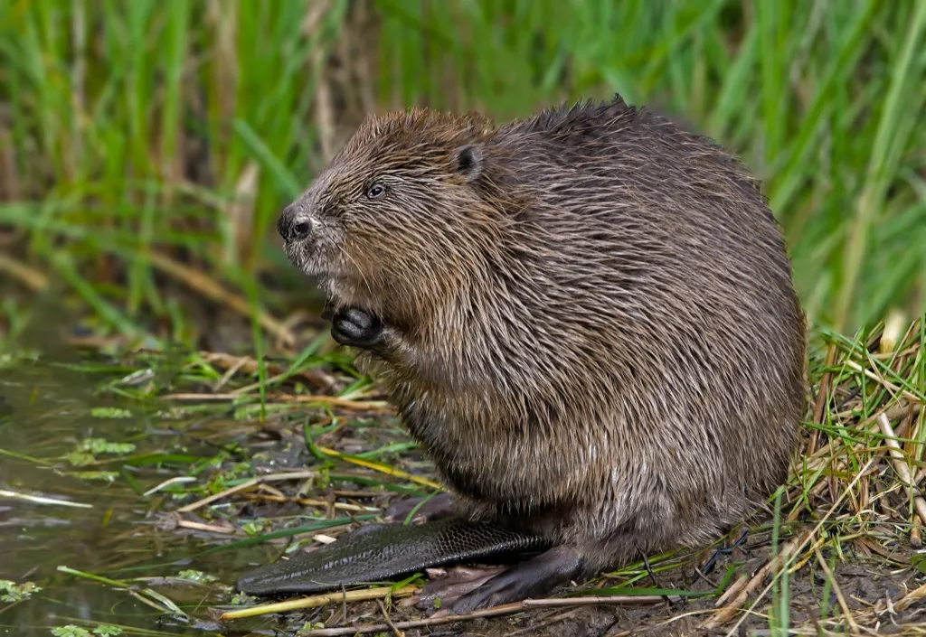 beaver in the grass