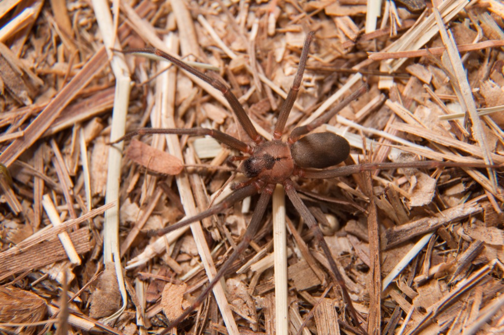 Brown recluse spider, backyard dangers