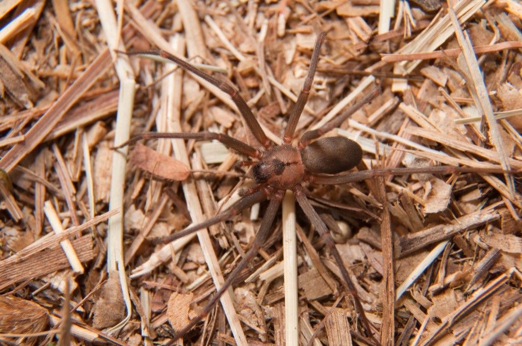 Expert warns summer spider season has started