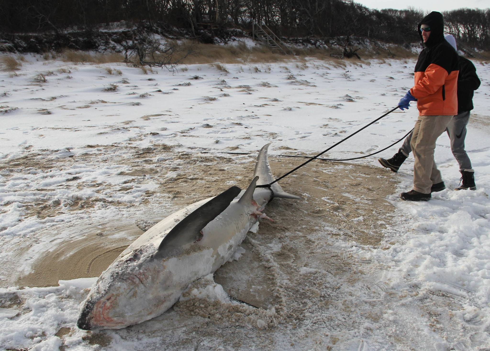 sharks in boston frozen to death
