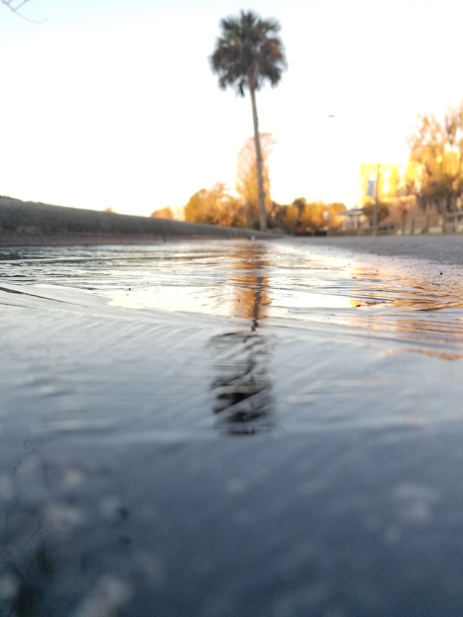 icy road by palm tree in florida
