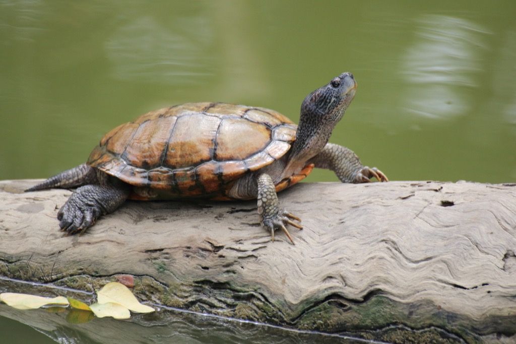 30 Craziest Emotional Support Animals People Really Have — Best Life