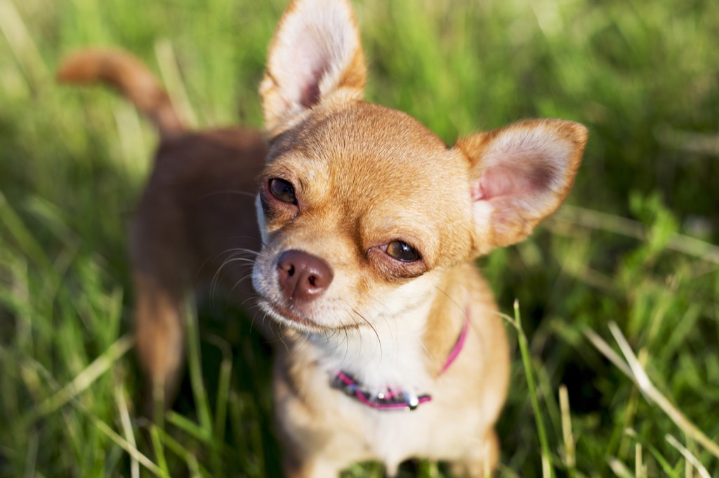 chihuahua dog funny pet stories