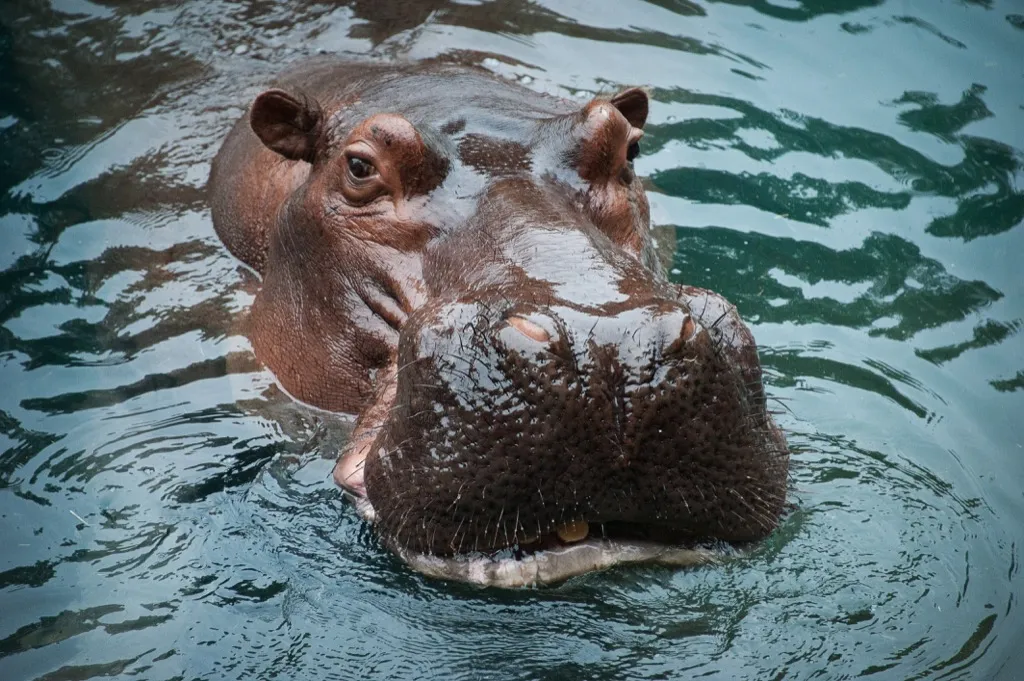 hippopotamus - deadliest animals