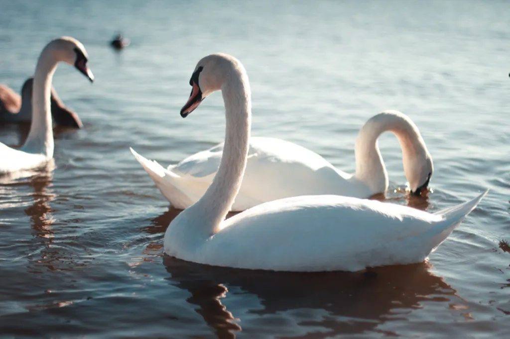 Swans on pond