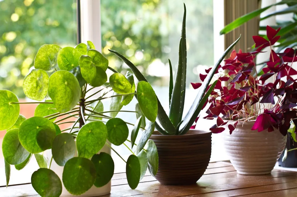 house plants on window sill 20 Amazing Ways to Brighten Your Home